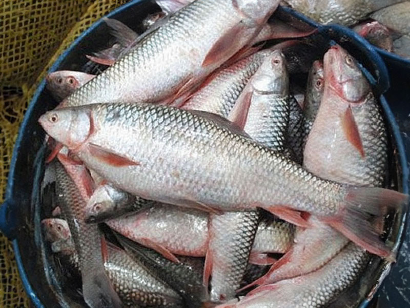 Rohu Fish